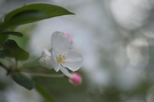 桜の花のクローズアップの写真