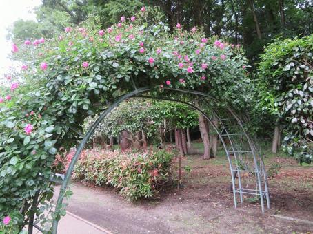 栃木県真岡市の井頭公園の薔薇園(バラ園) 栃木県真岡市の井頭公園の薔薇園(バラ園)の写真
