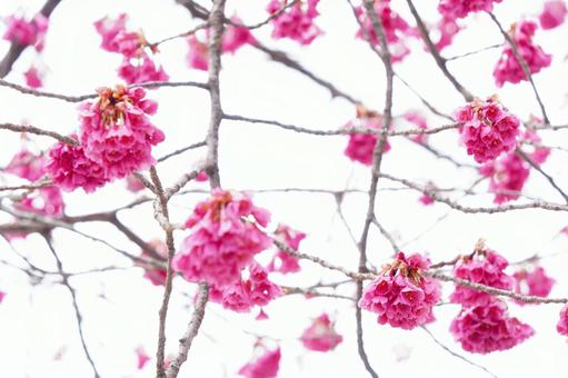 満開のカンヒザクラ 満開のカンヒザクラの写真