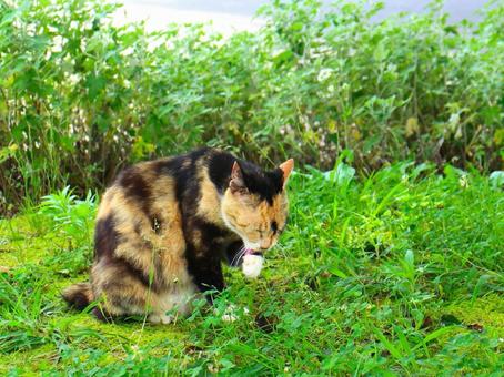 日本の猫 日本の猫の写真