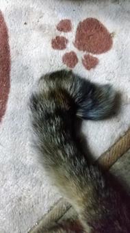 幸運を呼ぶカギしっぽ 鍵しっぽ,キジトラ,猫の写真素材