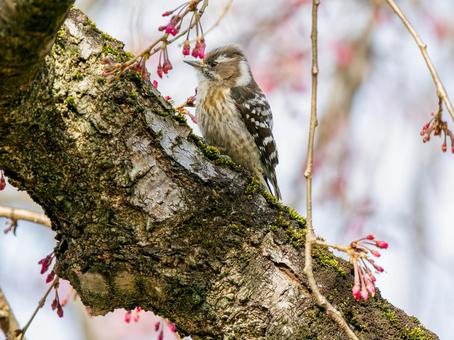 枝にとまるコゲラ 枝にとまるコゲラの写真