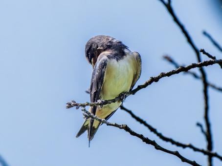 枝にとまるツバメ ツバメ,燕,野鳥の写真素材