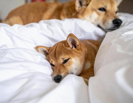ベッドで寝ている柴犬 ベッドで寝ている柴犬の写真