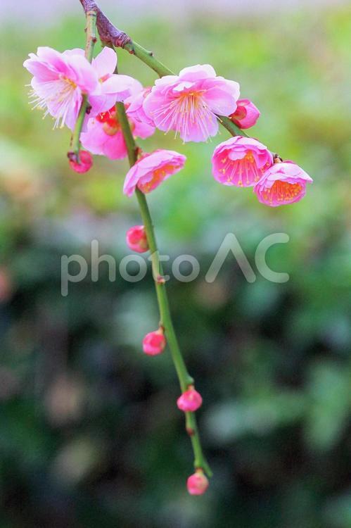 枝垂れ梅　紅梅　春の花　ピンクの花 枝垂れ梅,紅梅,春の花の写真素材