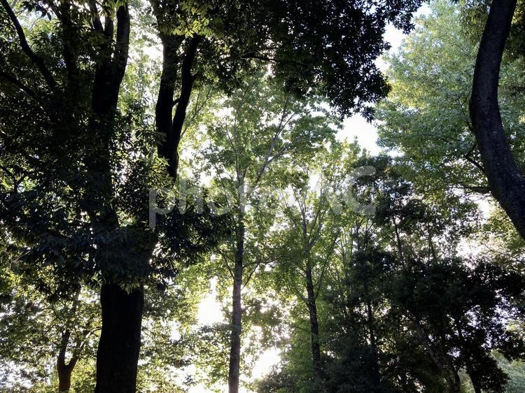 森の木々と木漏れ日 森,林,木漏れ日の写真素材
