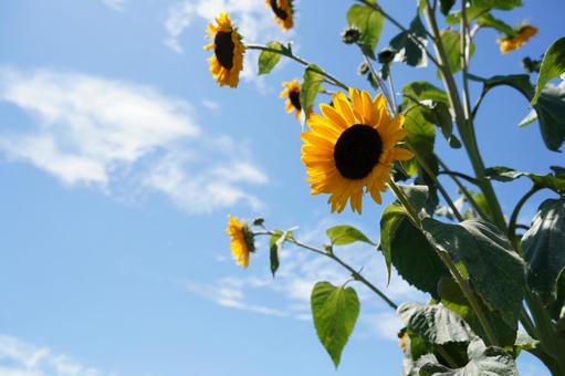 夏の始まり 夏の始まりの写真