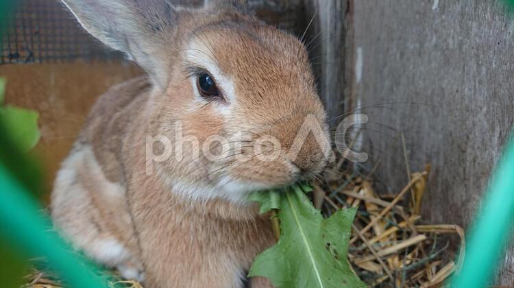 モグモグタイム 自然,動物,可愛いの写真素材