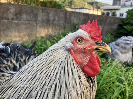 Photo, animal, bird, chicken, 
