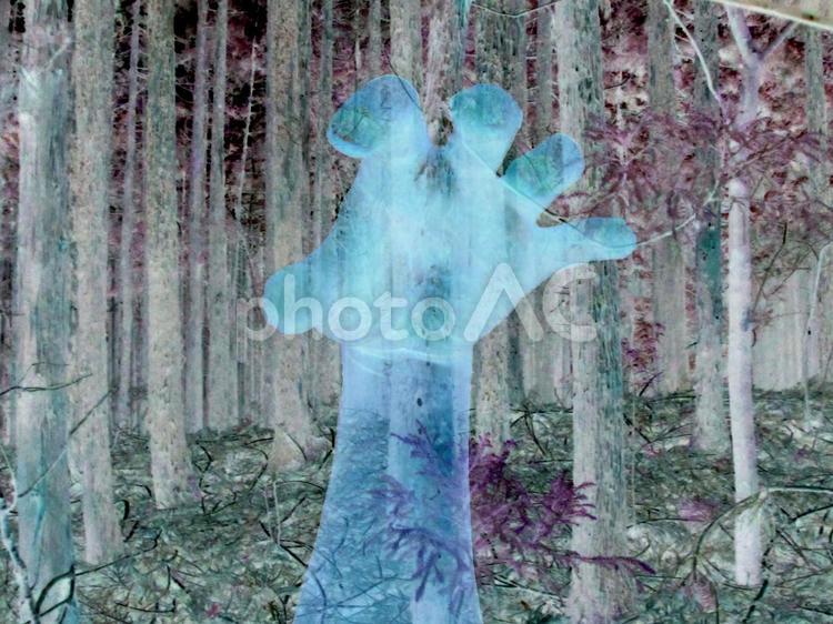 怪談のイメージ　森2 幽霊,お化け,ホラーの写真素材