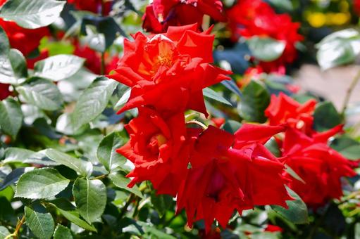 薔薇 かがやき 薔薇 かがやき 薔薇,かがやき,赤の写真素材