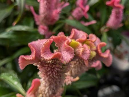 可愛いケイトウ ケイトウ,花,flowerの写真素材