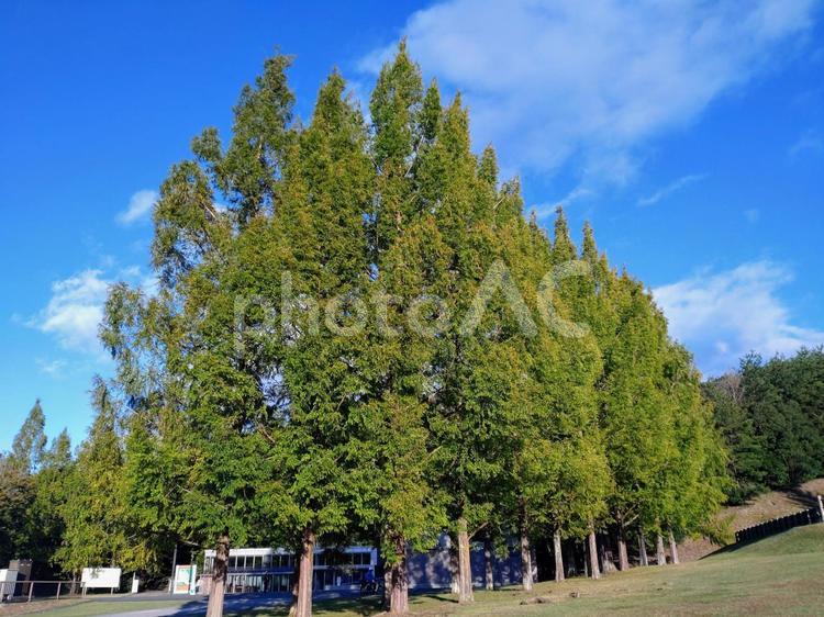 公園の街路樹 公園,街路樹,木の写真素材