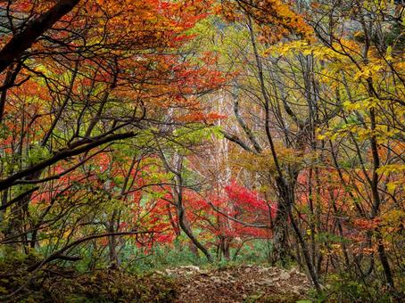 高妻山登山道の紅葉 高妻山登山道の紅葉の写真