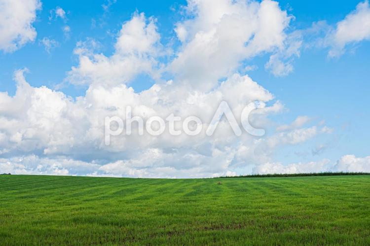 美瑛町の夏の風景 美瑛,空,みどりの写真素材