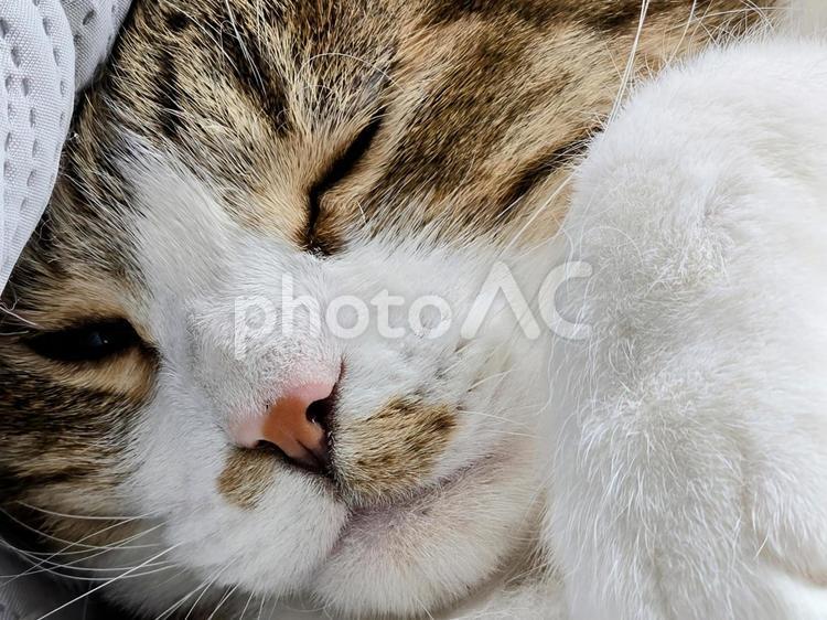 まどろむ猫 猫,ネコ,ペットの写真素材
