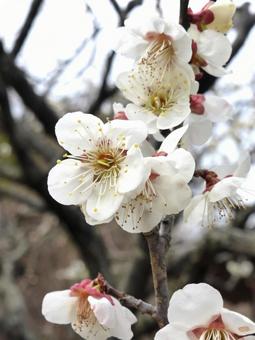 自然公園の広場で開花した白梅の花 自然公園の広場で開花した白梅の花 梅,花,木の写真素材