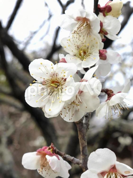 自然公園の広場で開花した白梅の花 梅,花,木の写真素材