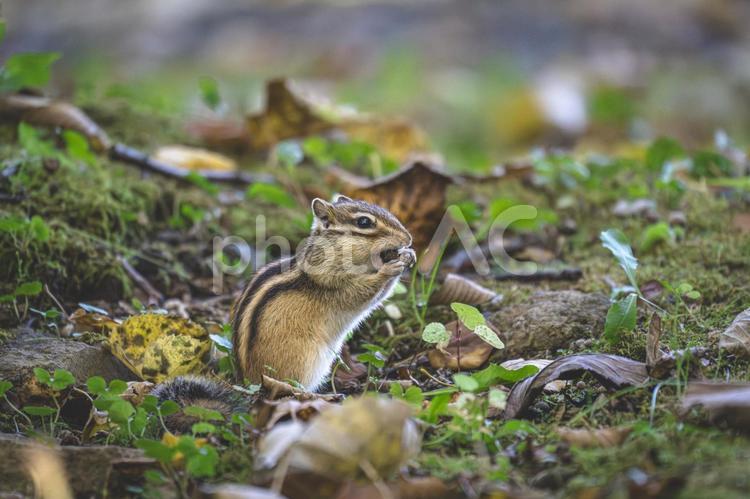 落ち葉の森で食事するエゾシマリス3 シマリス,エゾシマリス,リスの写真素材