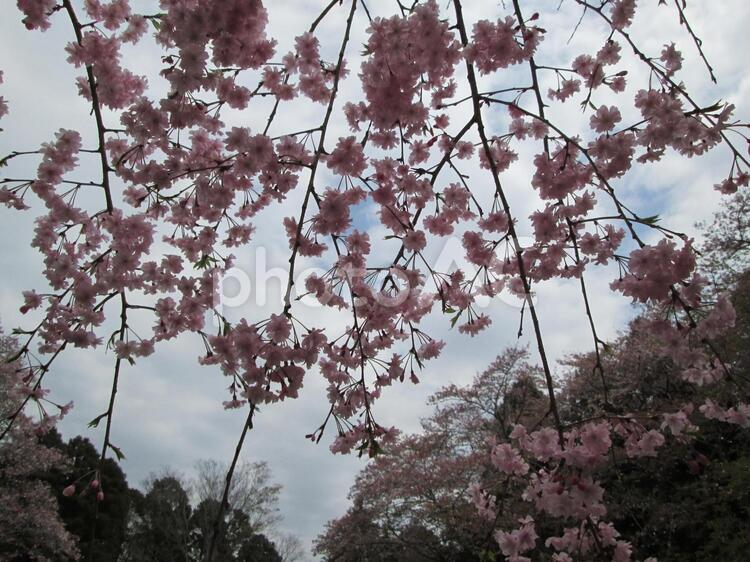 しだれ桜と空 しだれ桜,しだれざくら,桜の写真素材
