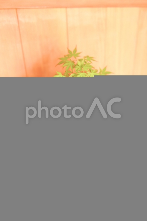 盆栽　もみじ 盆栽,もみじ,植物の写真素材