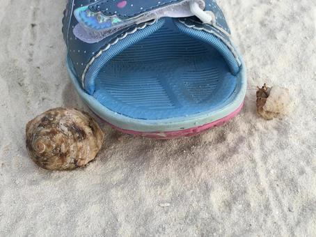 ヤドカリ ヤドカリの写真