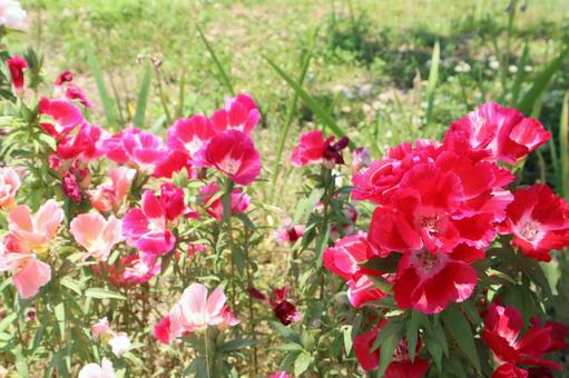 赤い花々の写真