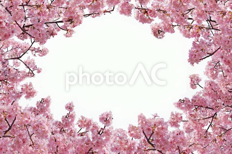 桜集合キリヌキ（psd背景透過可） さくら,桜,サクラの写真素材