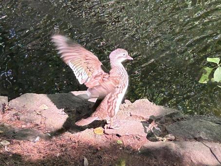 羽ばたく鳥 羽ばたく鳥 北海道,札幌,円山公園の写真素材
