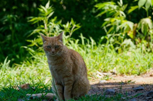 猫(178) 猫(178)の写真