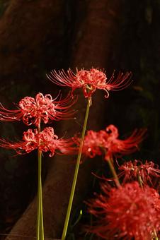曼殊沙華 曼殊沙華 曼殊沙華,秋,赤の写真素材