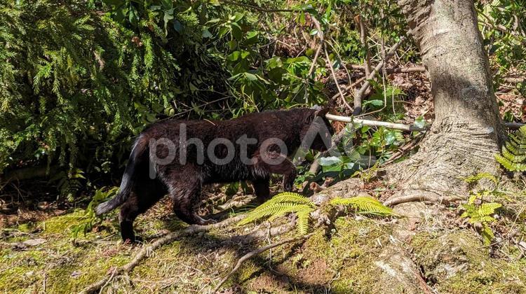 探検する黒猫 黒猫,可愛い,ねこの写真素材