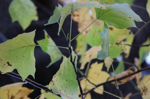 ヒラヒラ葉っぱ1の写真