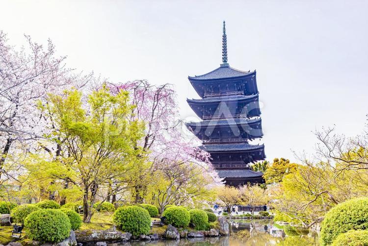 京都府　東寺の五重塔と桜のある風景 東寺,桜,五重塔の写真素材