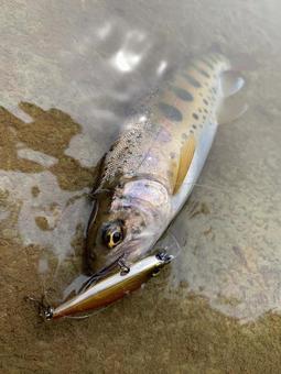 ヤマメ ヤマメ,山女魚,釣りの写真素材