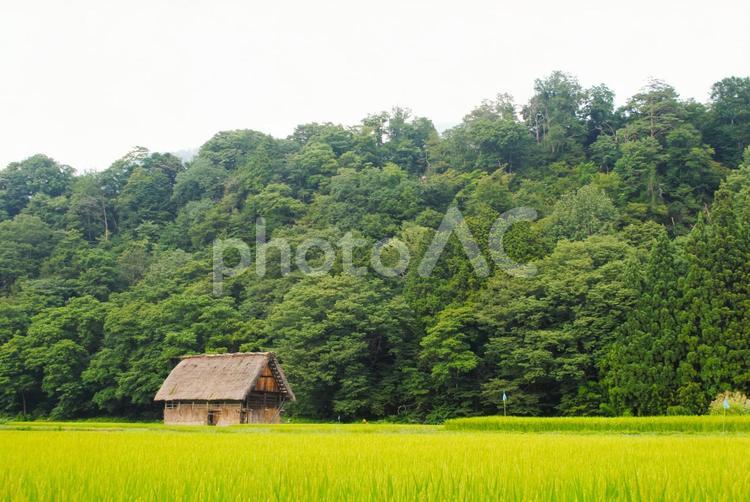 白川郷のからぶき屋根と田んぼ いなか,むら,ヒルの写真素材