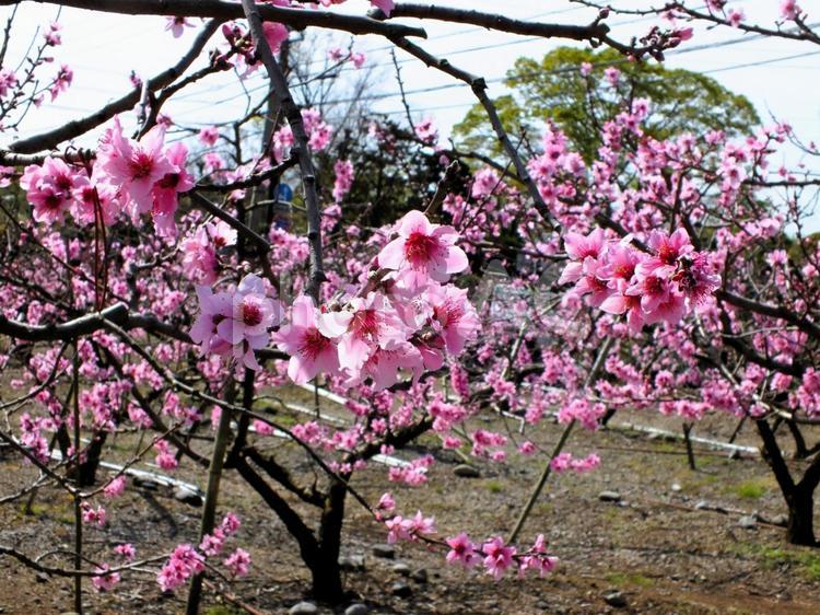 たくさんのピンクの花が咲いた桃畑 桃,花,ピンクの写真素材
