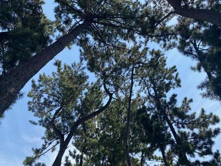 木の間から見える青空の写真