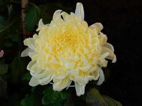 【風景写真】福山菊花展覧会の風景 キク,菊,菊花展の写真素材