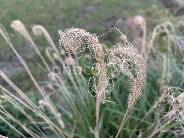 くるくる巻いたススキのドライフラワー ススキ,ドライフラワー,枯れの写真素材