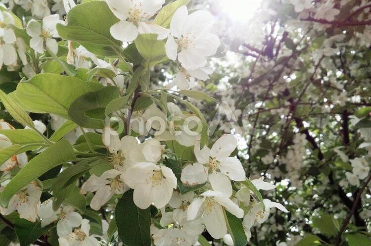 春の花と光 葉桜,光,白い花の写真素材