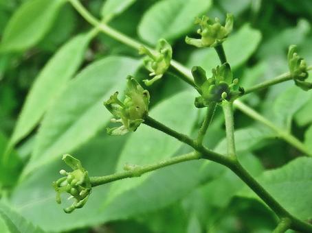 Photo, picrasma, flower, bitter wood, 