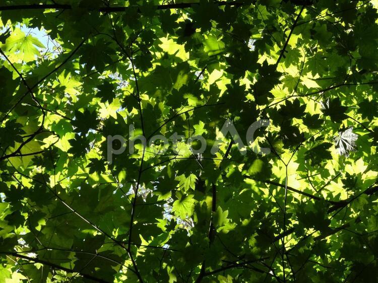 木漏れ日 メイプル,楓,木漏れ日の写真素材