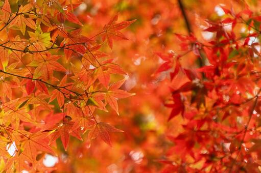 公園の紅葉風景 秋,冬,11月の写真素材