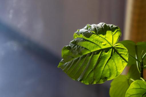 フィカスウンベラータの葉 フィカス,ウンベラータ,葉の写真素材