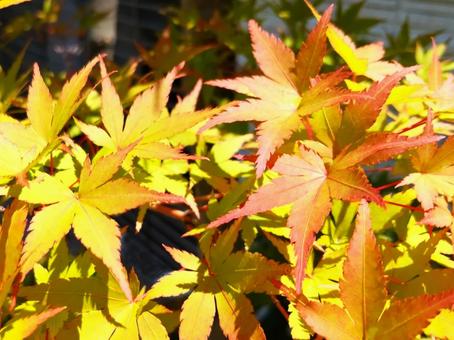 秋には黄褐色から紅色に紅葉 秋には黄褐色から紅色に紅葉の写真
