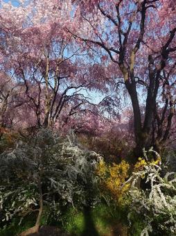 桜 桜の写真