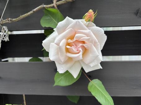 ミニ薔薇 ミニ薔薇の写真