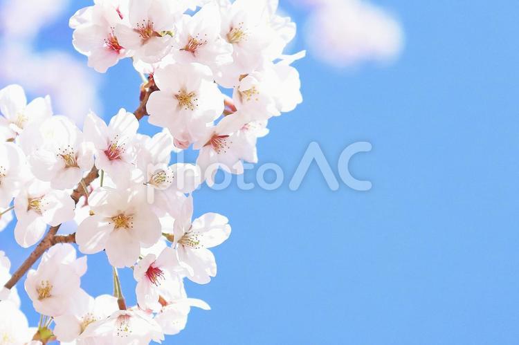 桜の花びら　満開のソメイヨシノ 桜,花,桜の花の写真素材
