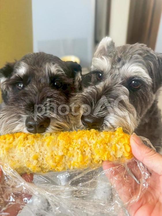 とうもろこしを食べるワンコ いぬ,犬,シュナの写真素材